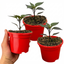 Set of 3 or 6 Large Chilli Pepper Plants - Zimbabwe Black, Ready to Plant in Your Garden
