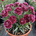 Carnation Capitan Colon Dianthus Plants