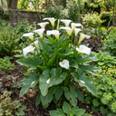 Zantedeschia Snow White Plants