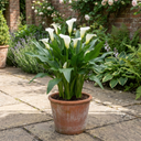 Zantedeschia Snow White Plants