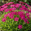 3 Silene Schafta Hardy Perennial Plants, Pink Flowering Ground Cover for Rockery, 1 Litre Root Ball