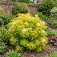 1 Choisya Goldfinger Plant, Hardy Evergreen Mexican Orange Blossom Shrub, 3L Root Ball