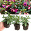 Set of 3 or 6 Large, Garden Ready Plants - Fuchsia Bella Mariska (Light Pink & Purple)