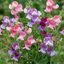 Set of 3 or 6 Large, Garden Ready Plants - Sweet Pea Cupid Mix, 10.5 cm Rootballs