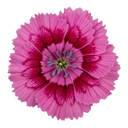 Dianthus Oscar Plants (Set of 3 or 6)