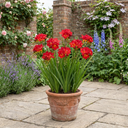Freesia Red River Plants