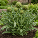 Green Globe Artichoke Plants