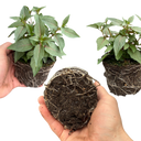 Set of 3 or 6 Large, Garden Ready Plants - Fuchsia Bella Lisa (Pink & White)