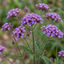 Set of 3 or 6 Verbena Bonariensis Hardy Perennial Plants, Tall Purple Summer Flowers, Outdoor Garden Ready, 1 Litre Root Ball