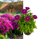 Dianthus Dart Purple Plant (2L Pot)