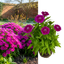 1 Large Plant - Dianthus Dart Purple, Ready to Plant in Your Garden, 2L Pot