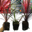 Set of 3 or 6 Large Plants - Cordyline Charlie Boy, Ready to Plant in Your Garden, Peat-Free