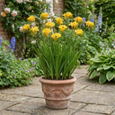Freesia Gold River Outdoor Garden Plants