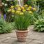 1 Freesia Gold River Outdoor Garden Plant, Fragrant Hardy Summer Flowering Perennial, 2 Litre Root Ball