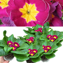Primrose Purple Plant