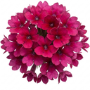 Lobelia Starship Bronze Leaf Upright Plants (Set of 3 or 6)