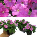 Petunia Easy Wave Pink Plants (Set of 3 or 6)