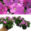 Set of 3 or 6 Large Plants - Petunia Easy Wave Pink, Outdoor Garden Ready