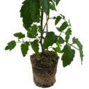 Tomato Veranda Red Plant (5L Pot)