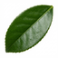 1 Osmanthus Burkwoodii Plant, Hardy Fragrant Evergreen Hedge Shrub, Garden Ready, 3 Litre Root Ball