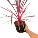 Cordyline Charlie Boy Plant