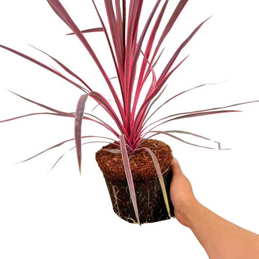 Cordyline australis 'Charlie Boy' (Cabbage Palm) – Architectural Evergreen (3L Pot)