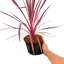 1 Large Plant - Cordyline Charlie Boy, Ready to Plant in Your Garden, Peat Free