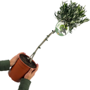 Olive Tree Plant