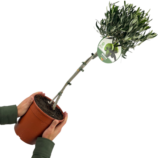 Olive (Olea europaea) – Standard Tree, 100–120cm (3L Pot)