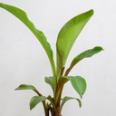 Banana Tree 3L (100–120 cm Tall)