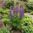 Lupin Masterpiece Plants
