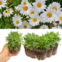 Argyranthemum Madeira White Plants (Set of 3 or 6)