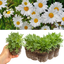 Set of 3 or 6 Large Plants - Argyranthemum Madeira White, Outdoor Garden Ready