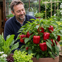 Sweet Pepper Red King Plants