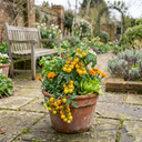 Tomato Lemon Sherbet Plants (Set of 3 or 6)