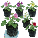 Hollyhock Growers Mix Hardy Cottage Garden Perennial Plants (Set of 3 or 6)