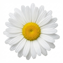 Leucanthemum Madonna White Shasta Daisy Plants (Set of 3 or 6)
