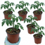 Set of 3 or 6 Large Plants - Tomato Shirley Variety, Ready to Plant in Your Garden