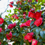 Camellia Red