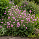 Scabious Pink Mist Pincushion Flower Plant (2L Pot)