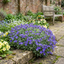 Set of 3 or 6 Large Plants - Aubrieta Kitte Blue, Ready to Plant in Your Garden, 1L