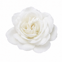 3Ltr Patio Rose Plant, White Rose Bush, Nursery Pots