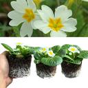 Primrose White Plant
