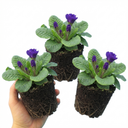 Primula Little Queen Violet Plants (Set of 3 or 6)