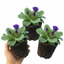 Set of 3 or 6 Primula Little Queen Violet Hardy Perennial Plants, Bee Friendly Spring Flowering, Outdoor Garden Ready, 1 Litre Root-Ball