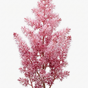 Tiarella Pink Skyrocket Plants