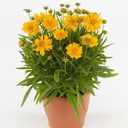 Coreopsis Double The Sun Plant