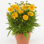 Coreopsis Double The Sun