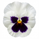 3 Pansy White with Blotch Plants