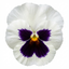 3 Pansy White with Blotch Plants, Hardy Spring & Autumn Flowering Bedding, 3 Litre Root Ball